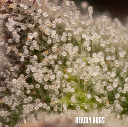 DEADLY NUGS cannabis inspired graphic tees