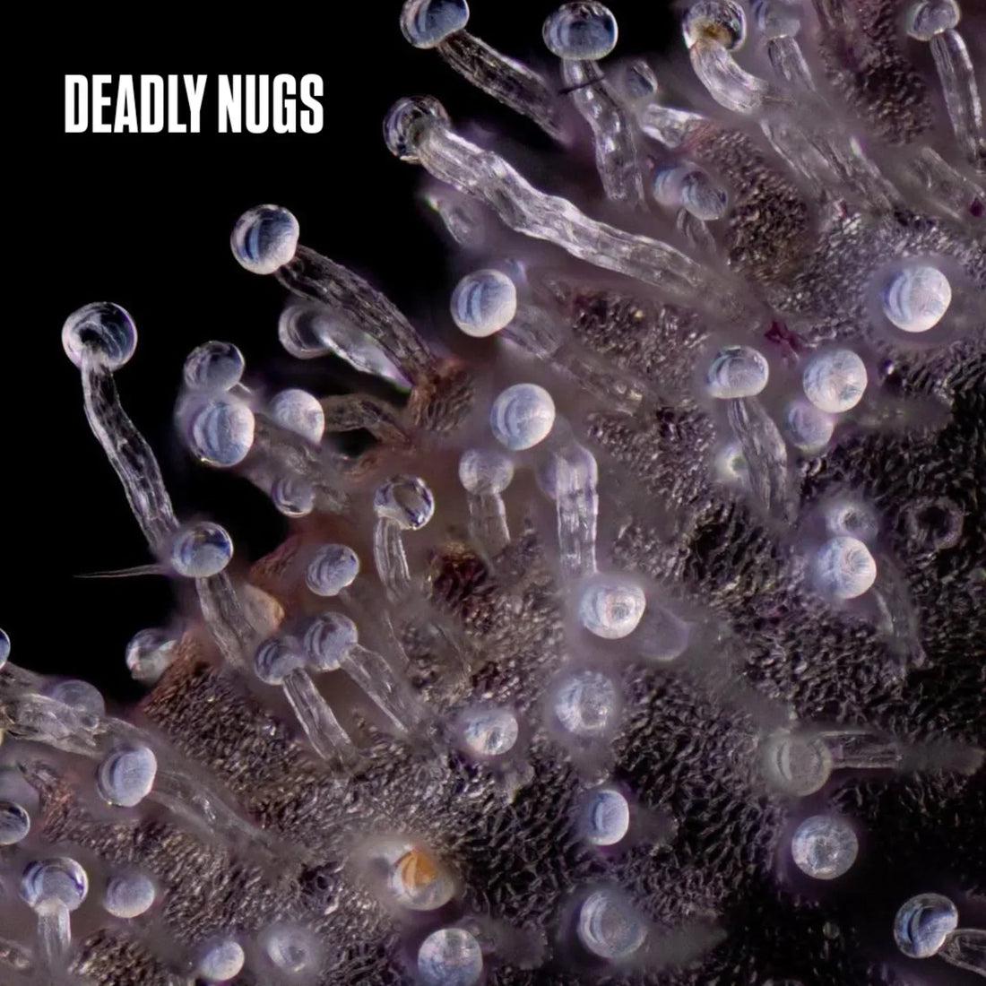 DEADLY NUGS 420 Underground Stoner Culture cannabis inspired graphic tees