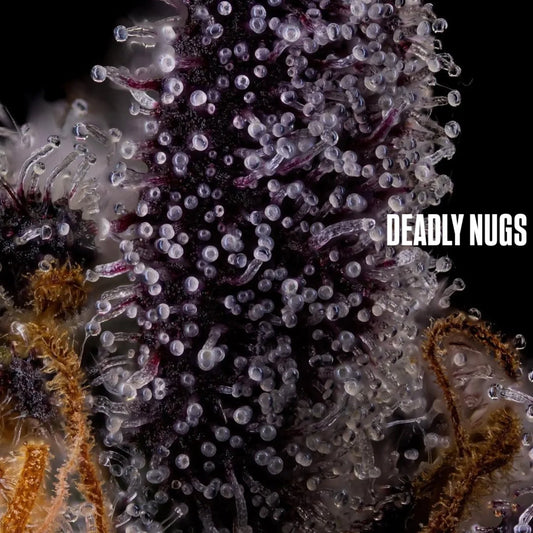 DEADLY NUGS 420 Underground Stoner Culture cannabis inspired graphic t-shirts