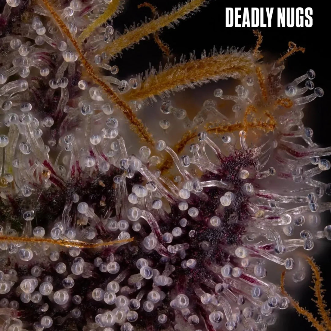 DEADLY NUGS 420 Underground Stoner Culture cannabis inspired graphic t-shirts