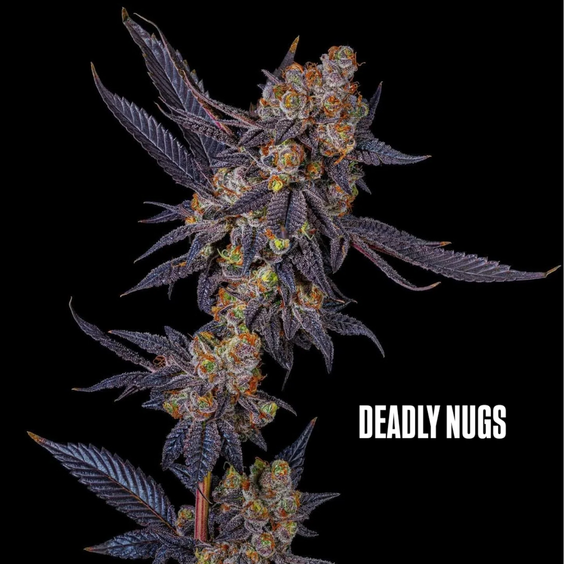 DEADLY NUGS 420 Underground Stoner Culture Cannabis Inspired Graphic Tees
