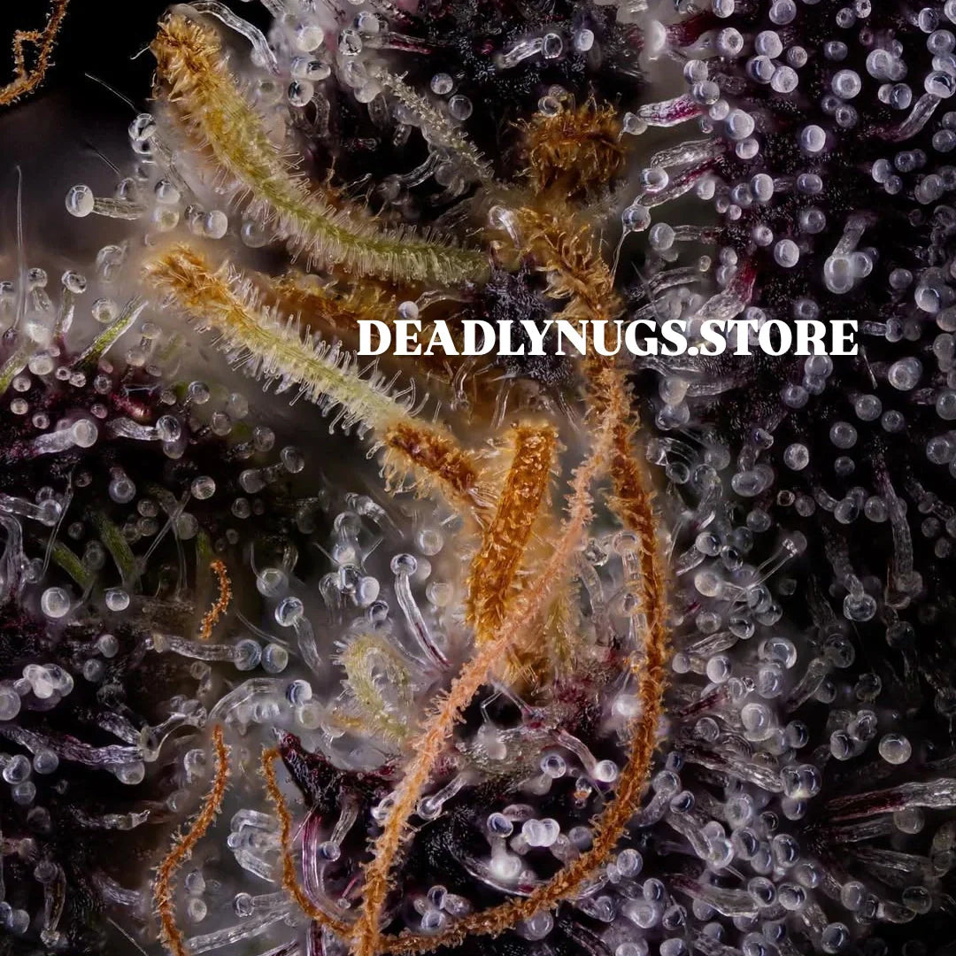 DEADLY NUGS 420 Underground Stoner Culture Cannabis Inspired Graphic Tees
