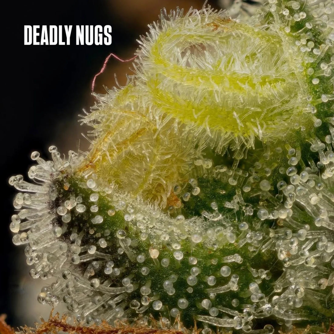 DEADLY NUGS 420 Underground Stoner Culture Cannabis Inspired Graphic Tees