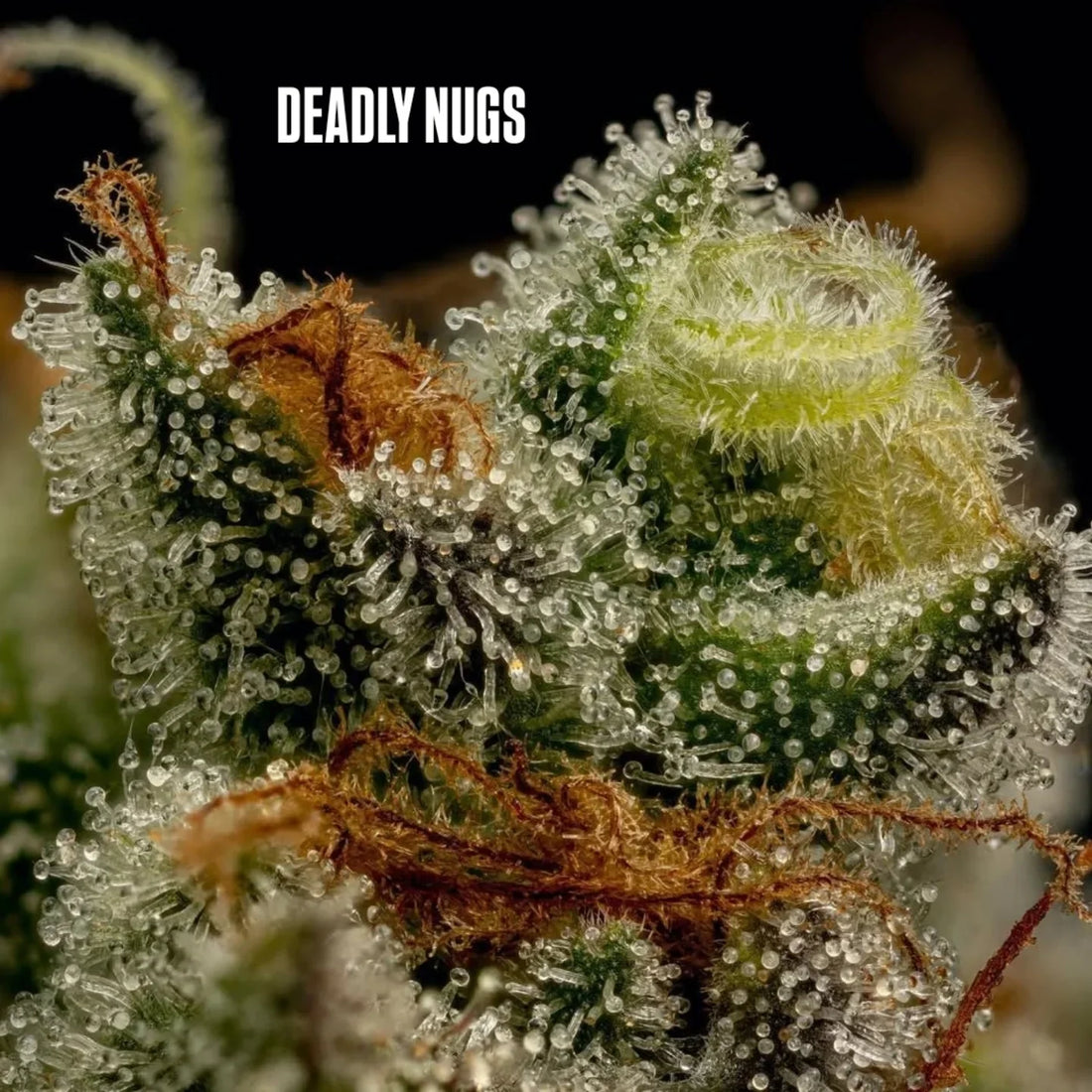 DEADLY NUGS 420 Underground Stoner Culture Cannabis Inspired Graphic Tees