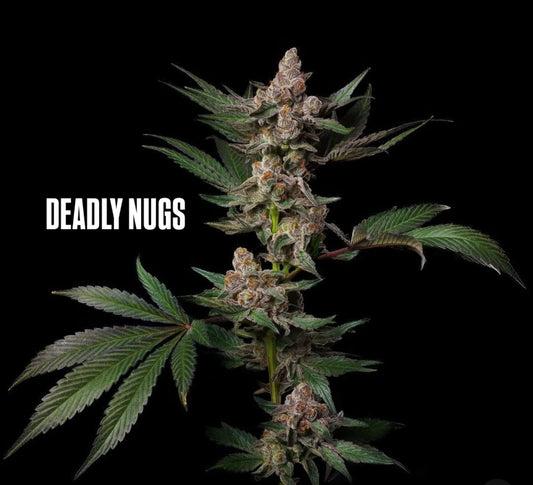 DEADLY NUGS 420 Underground Stoner Culture Cannabis Inspired Graphic Tees