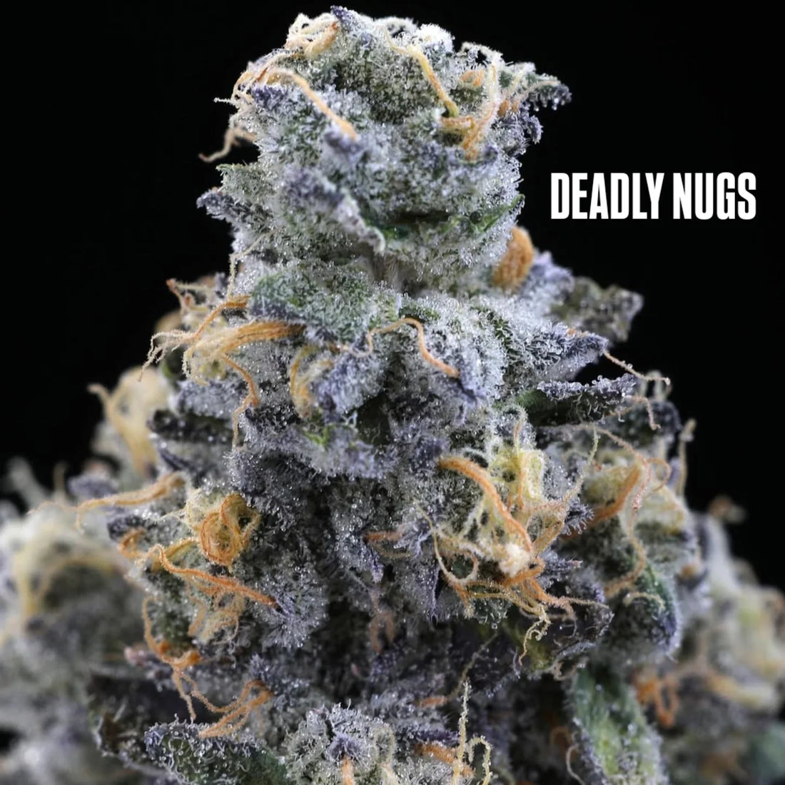 DEADLY NUGS 420 Underground Stoner Culture Cannabis Inspired Graphic Tees