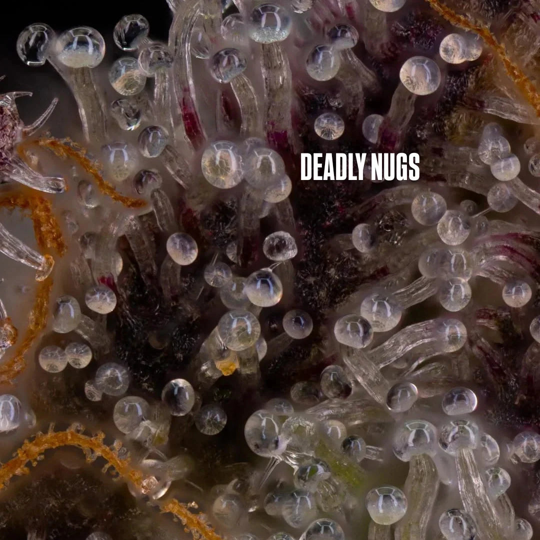 DEADLY NUGS cannabis inspired graphic tees